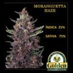 Moranguetta Haze