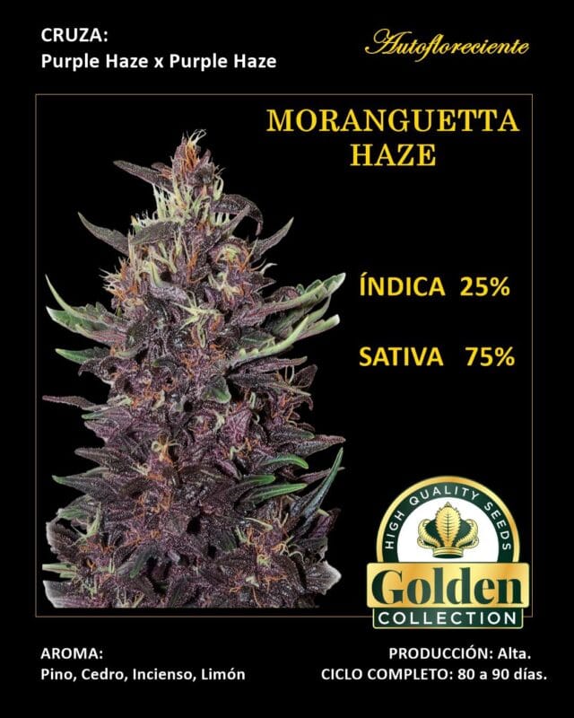 Moranguetta Haze