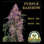 Purple Rainbow