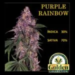 Purple Rainbow