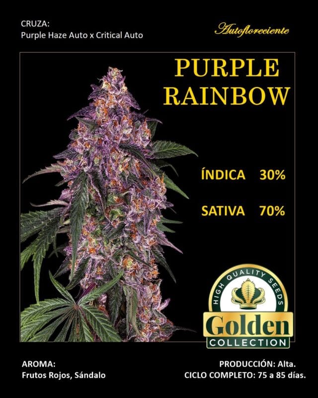 Purple Rainbow