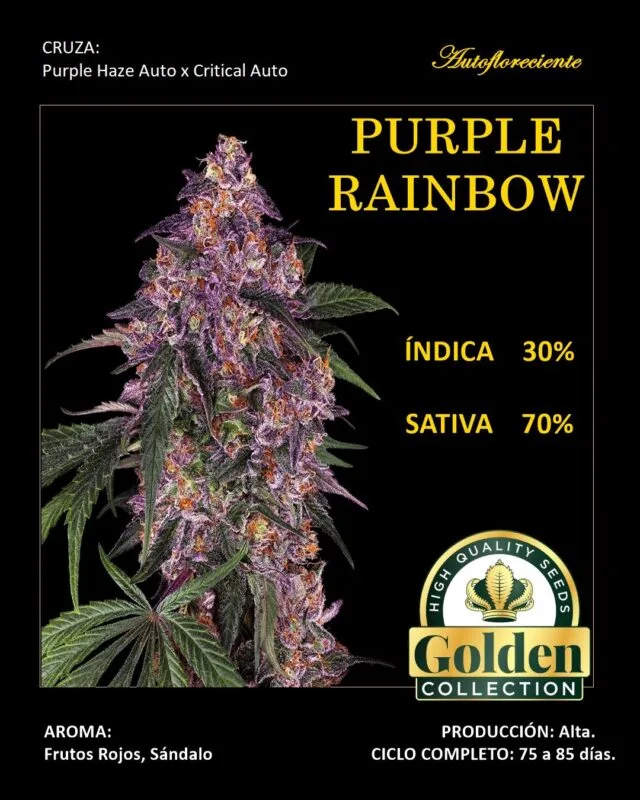 Purple Rainbow