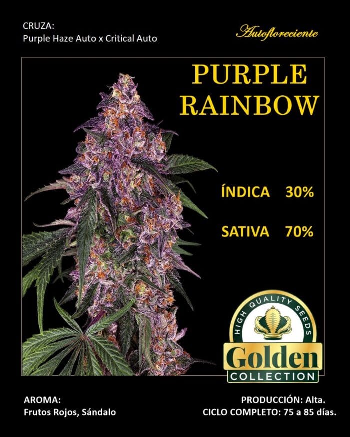 Purple Rainbow