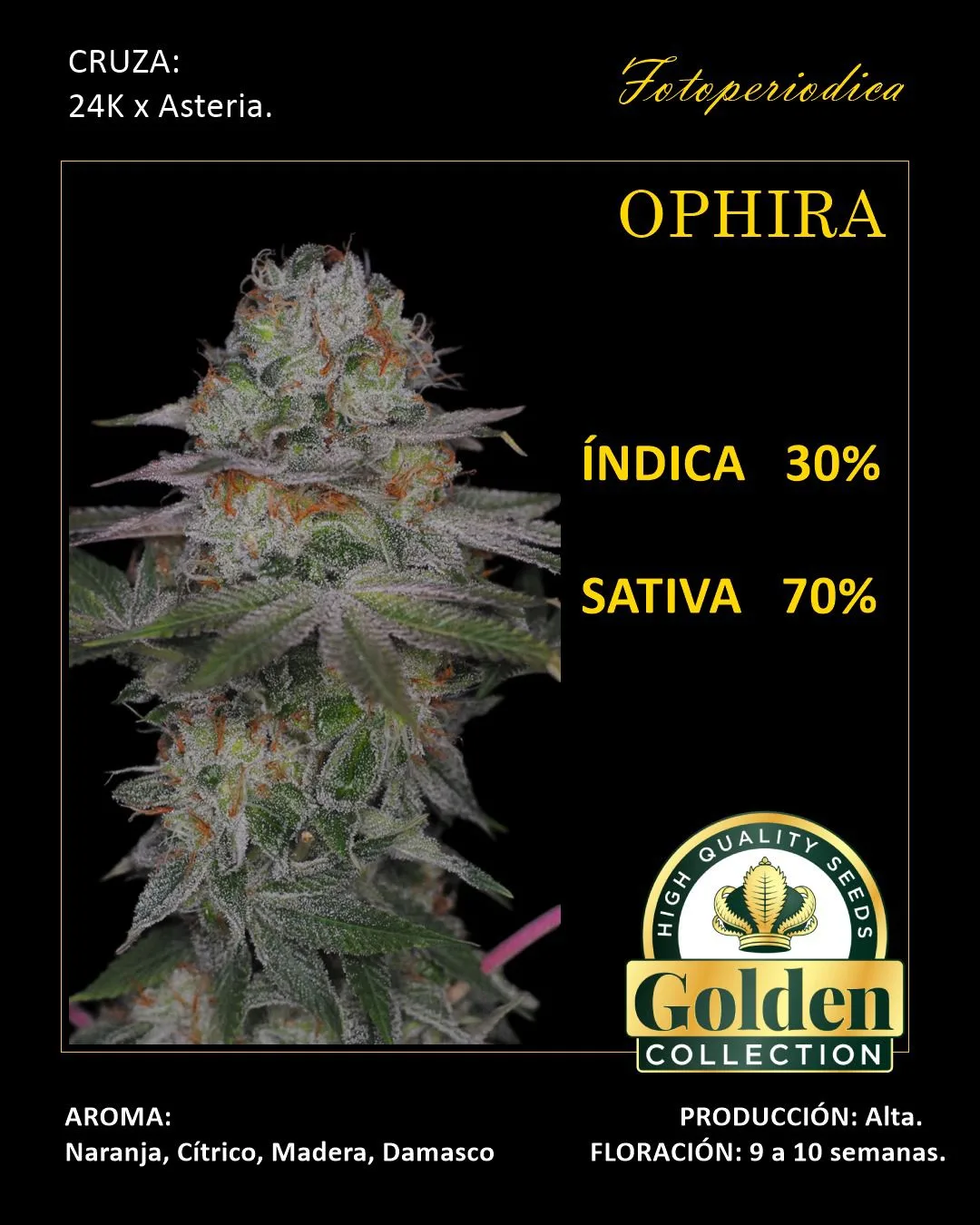 Ophira Ophira