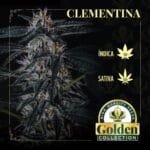 Clementina