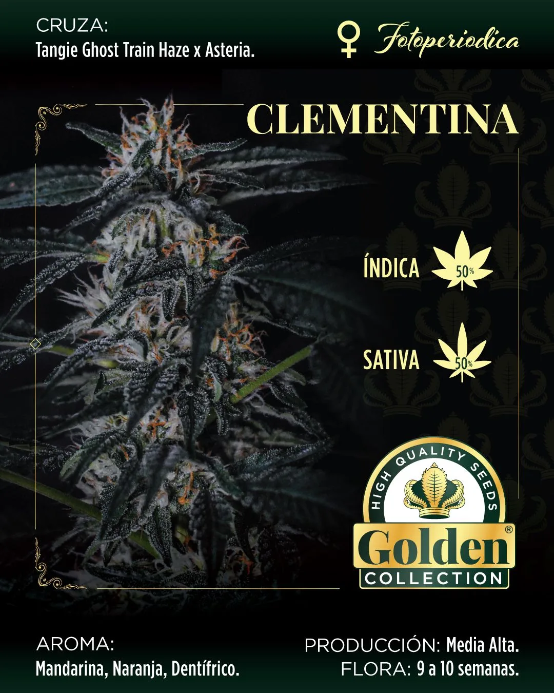 Clementina Clementina