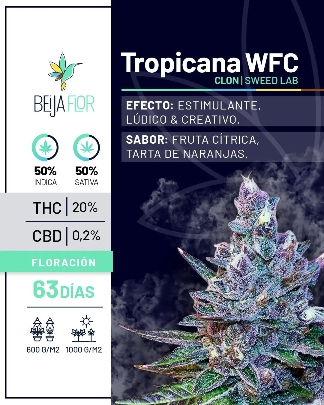 Tropicana WFC