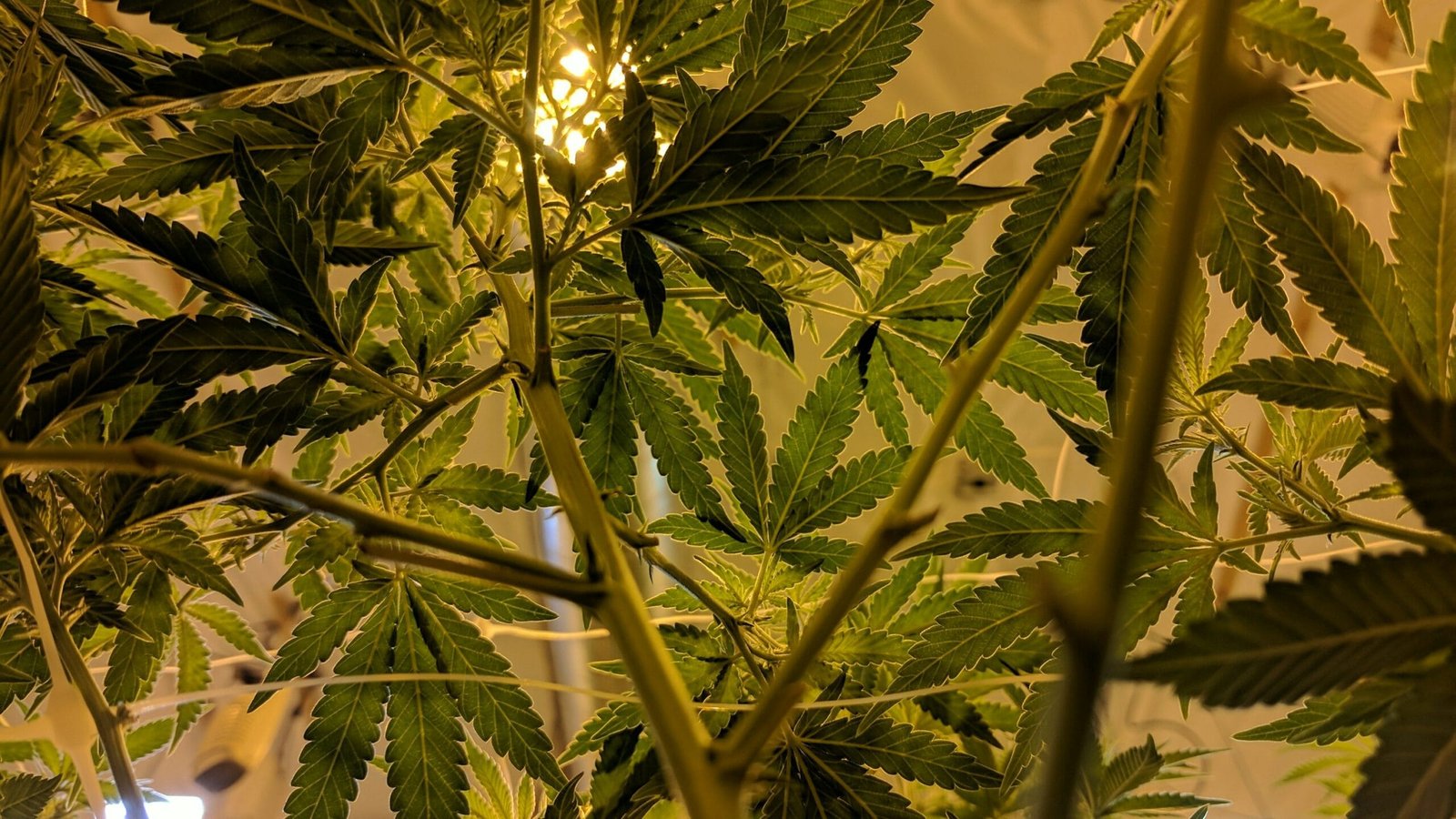 Cannabis banner